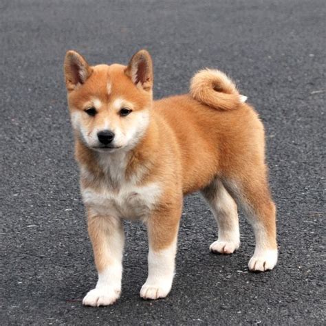 Top 10 Cutest Puppies Shiba Hiking Trails And Adoption