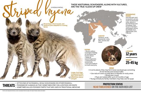 Striped Hyena Facts Diet Habitat Roundglass Sustain
