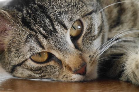 The Most Common Diseases In Cats