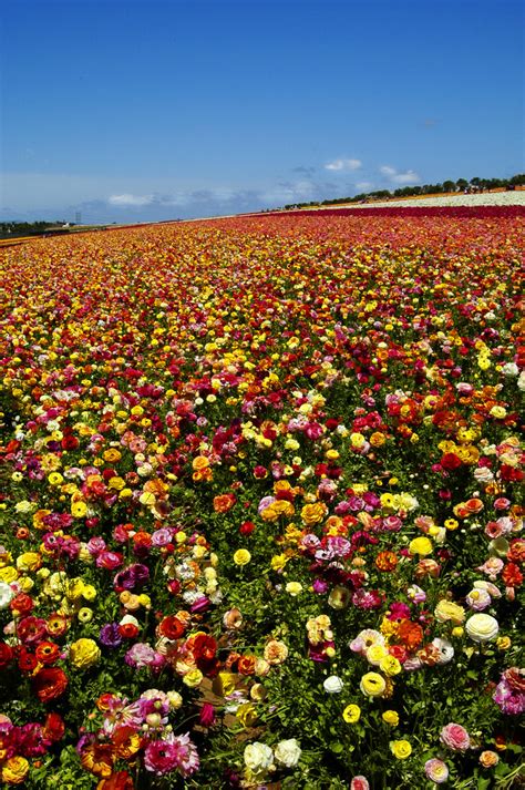 Fields Of Colors Fields Of Flowers View On Black For