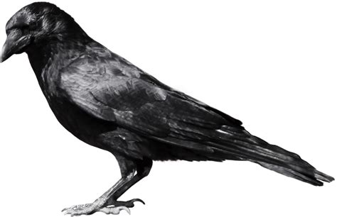 Corbeau Noir Vue Lat Rale Png Transparents Stickpng