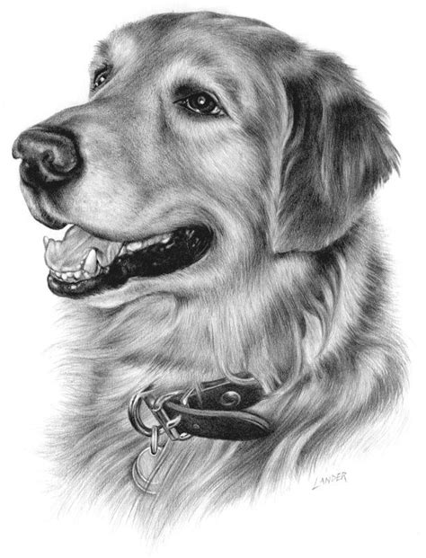 I can draw your favorite pet from your various photos that you send to me. Pin by Drawing 101 on animals | Dog portrait drawing, Dog ...