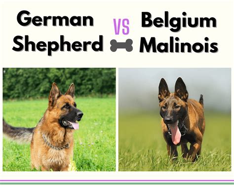 German Shepherd Vs Belgium Malinios A Quick Comparison · German