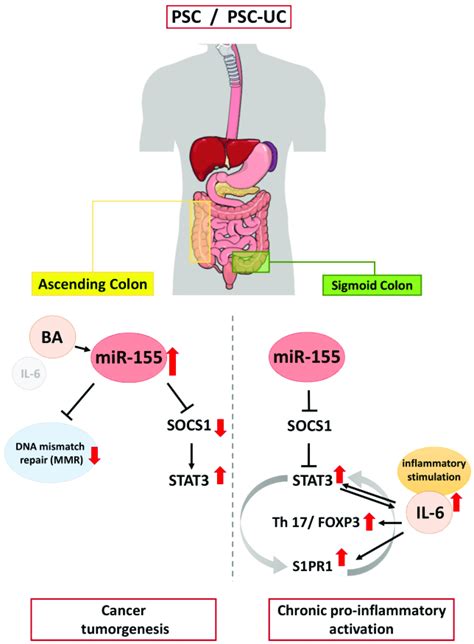 schematic figure showing the contribution of mir 155 in inflammation download scientific