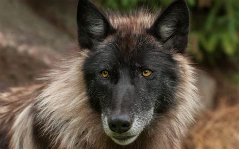 Alexander Archipelago Wolf On The Edge Of Extinction Greentumble
