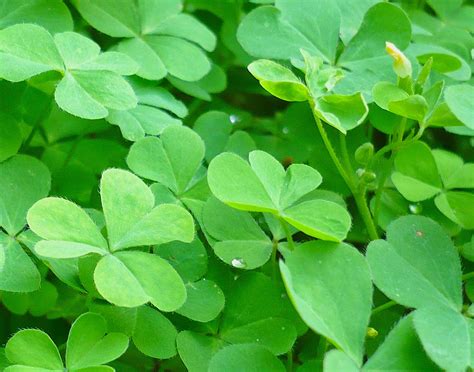 Manfaat dan Khasiat Tanaman Semanggi / Calincing (Oxalis Corniculata L