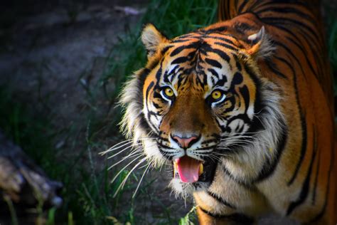 Tiger Teeth Facts That Will Blow Your Mind