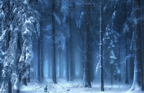 Nature Landscape Blue Forest Snow Winter Mist Sunlight Trees Fairy Tale