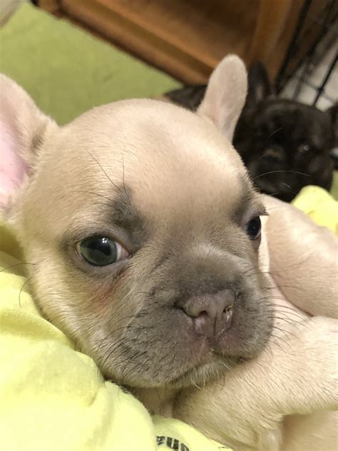 French bulldog breeder in washington state with akc french bulldog puppies available for sale as well as stud service. French Bulldog Puppies For Sale | Fillmore, UT #323642