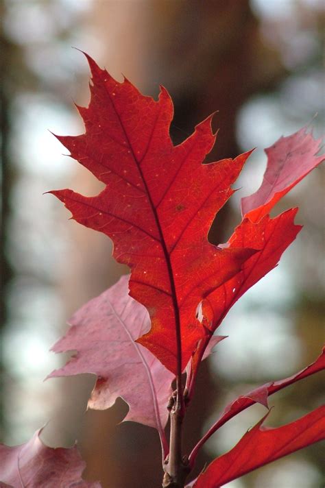 Red Maple Leaves Close Up Free Image Download