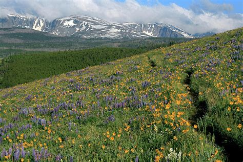 Wildflowers In The Big Horn Mountains Photograph By Mh Ramona Swift
