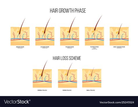 Share More Than 134 Human Hair Growth Dedaotaonec