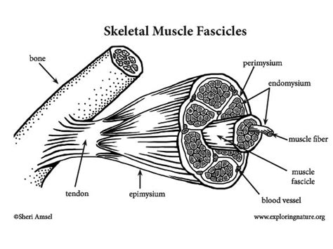Diagram Structure Of Skeletal Muscle Diagram To Label Mydiagramonline