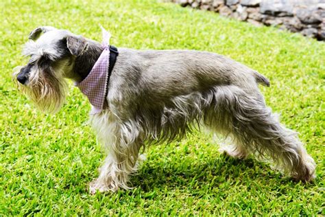 Cesky Terrier Dog Breed Facts And Information By Muhammad Anas Medium