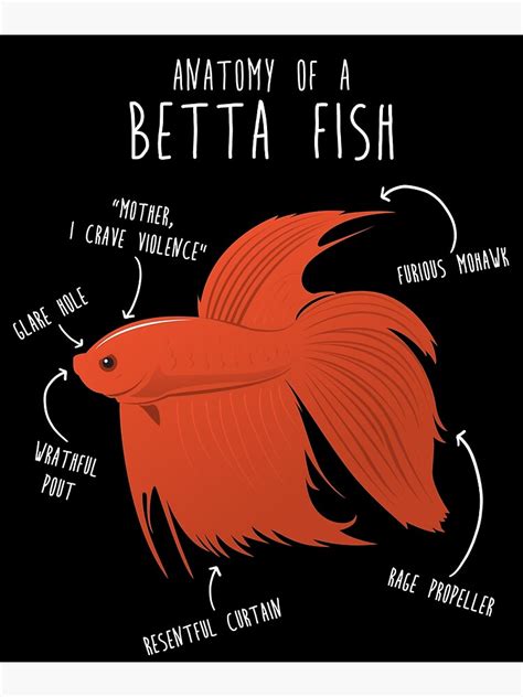 Betta Fish Anatomy Poster For Sale By Psitta Redbubble