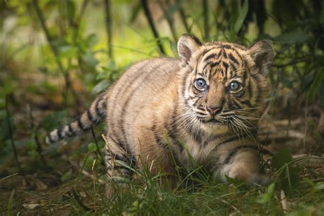 The sriracha tiger zoo, an hour outside of bangkok, thailand, is truly an amazing place. Sumatran tiger cub learns to hunt from mother at Poland zoo