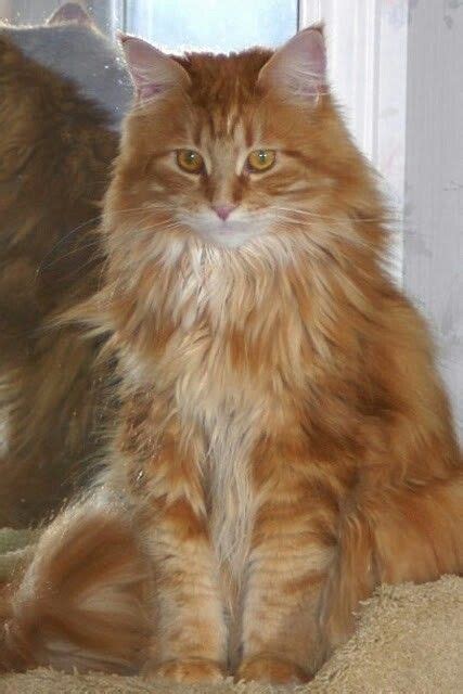 Cat Breeds Long Hair Orange And White Pets Lovers