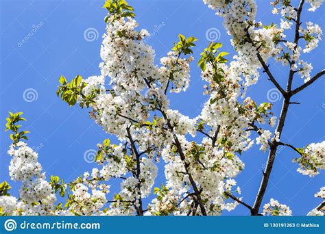 Blooming White Japanese Cherry Or Sakura Flowers Prunus Serrul Stock