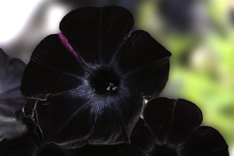 Black Flower Alden Chadwick Flickr