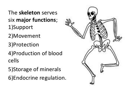 The Skeletal System Thumbs Lesson