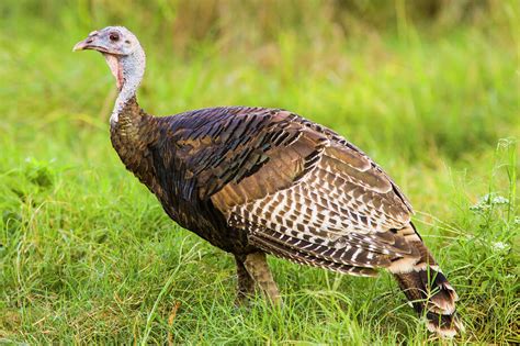 Gobbling Up The History Of Wild Turkeys Houston Chronicle
