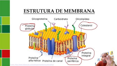 Aula Membrana Plasmática Parte I Youtube