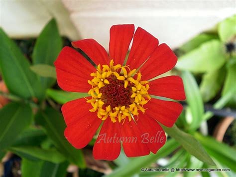 Tanaman ini berasal dari meksiko, namun tumbuh sebagai tanaman hias di banyak tempat dan menyebar di beberapa tempat. My Tropical Plants Finder: Zinnia