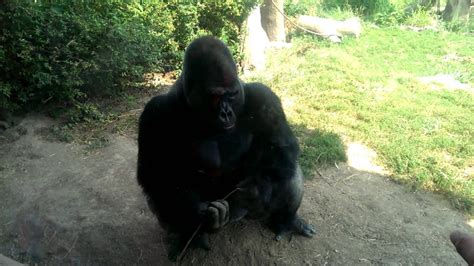 Angry Gorilla Dropkicks Hits Glass At St Louis Zoo Youtube