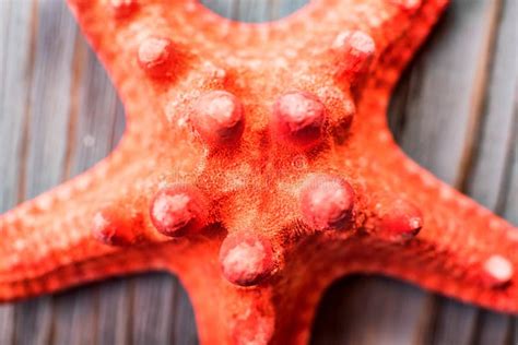 Dried Red Sea Starfish On Wooden Background Stock Photo Image Of