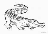 Alligator Coloring Crocodile Printable Cool2bkids Template sketch template