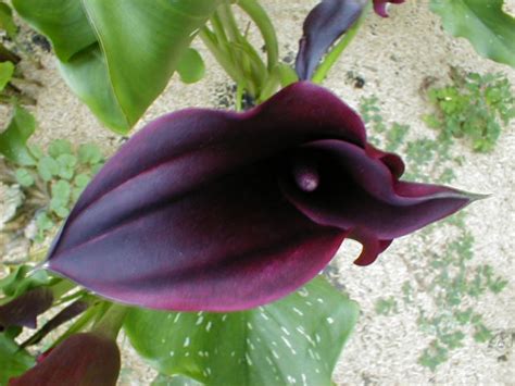 Gallery Of Callas Lilies By Color Black Calla Lilies