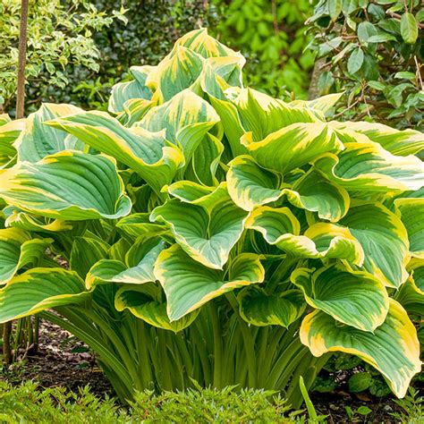 Buy Sagae Hosta Plants Online Shade Perennials Brecks