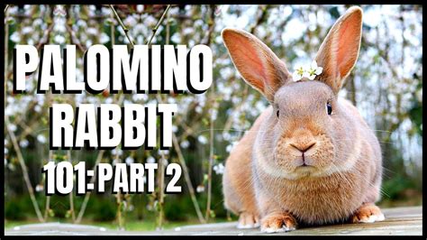 Palomino Rabbit 101 Part 2 Youtube
