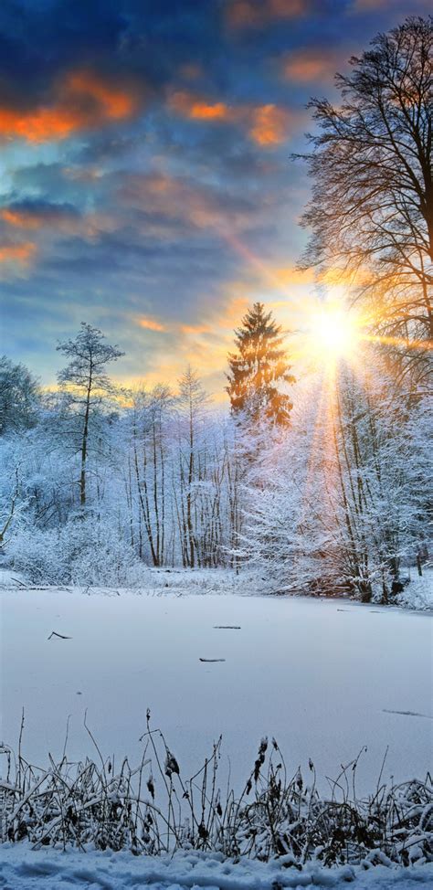 1440x2960 Sunbeams Landscape Snow In Winter Trees 4k Samsung Galaxy