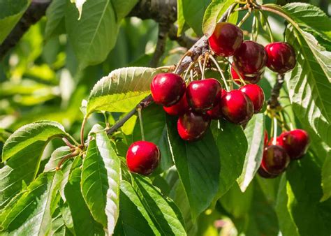 10 Types Of Cherry Trees 🍒 🌳 Dive Into The World Of Sweet And Tart Varieties