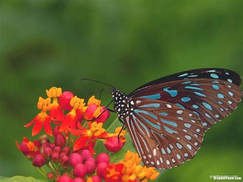 Butterfly, butterfly, butterflies on blue background, purple, violet png. Butterfly Background for PowerPoint - GraphicPanic.com