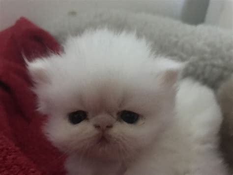 Explore 20 listings for chinchilla persian kittens for sale at best prices. Persian Cats For Sale | Fort Myers, FL #185252 | Petzlover