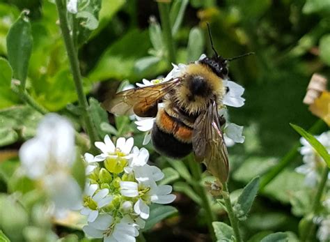Bumblebee Description Species Life Cycle And Facts Britannica