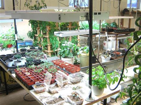 Basement Gardening Indoor Vegetable Gardening Herbs Indoors