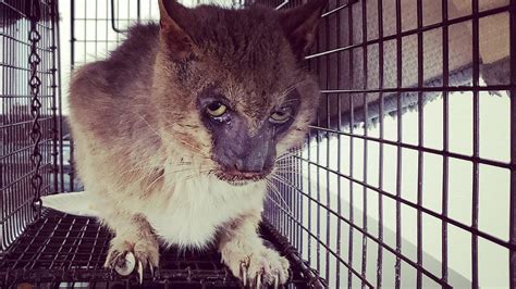 Abandoned Werewolf Cat Rescued From Life Of Pain Youtube