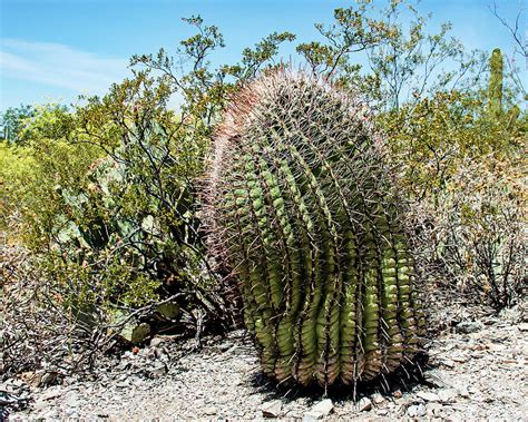 Young Saguaro Cactus Photograph By James Hoolsema Fine Art America