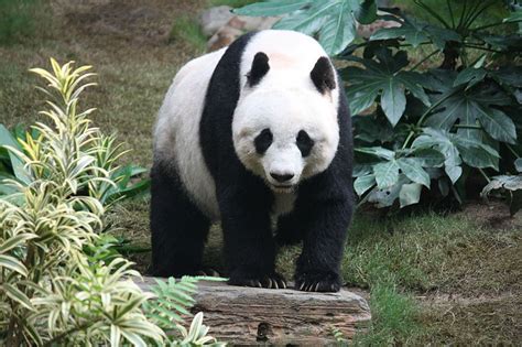 Panda Giant Panda Fauna Gue