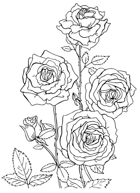 roses coloring pages    print