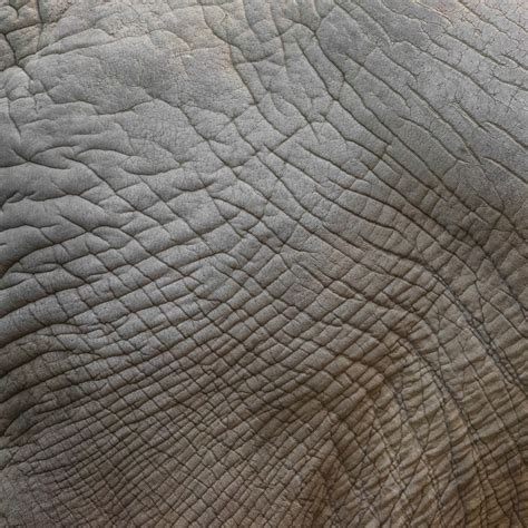 Elephant Skin Texture Free Stock Photo Public Domain Pictures