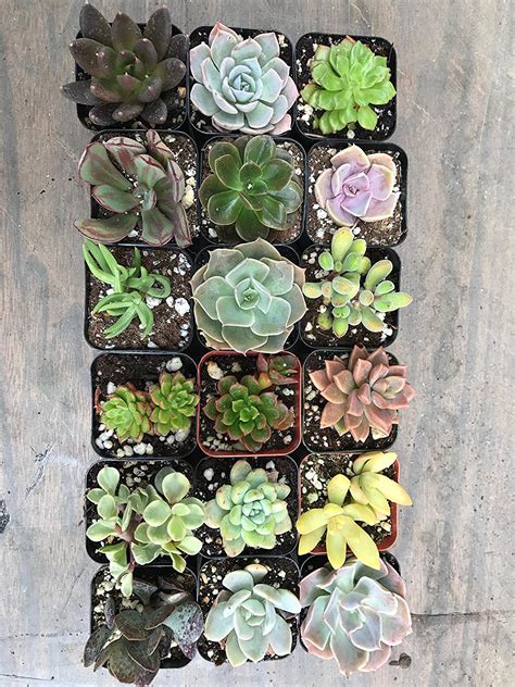 Today, succulents have become popular houseplant alternatives, and the need to purchase them in bulk poses a significant challenge to many homeowners. Succulents for Sale: Where to Buy Succulents in Bulk CHEAP ...