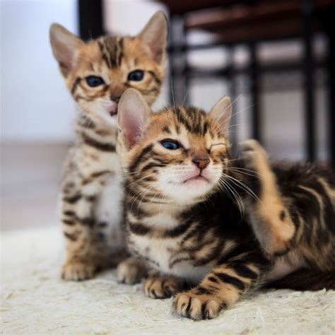 Meet Your New Feline Friend 10 Week Old Bengal Kitten Click To See
