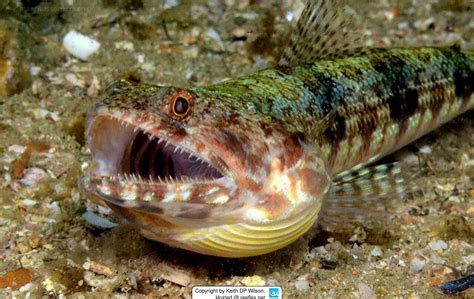 Synodus Variegatus Reef Lizard Fish Englemans Lizardfish Reef