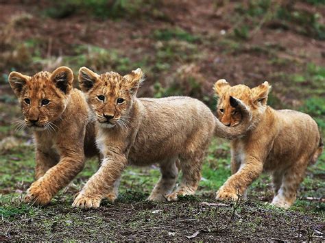 Cute Lion Cubs Are The New Pride Of The Zoo Daily Telegraph