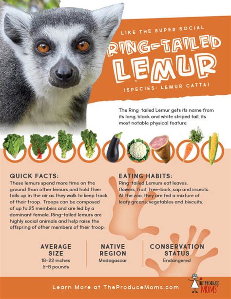 Eat Like A Ring Tailed Lemur Malagasy Lasopy Soup