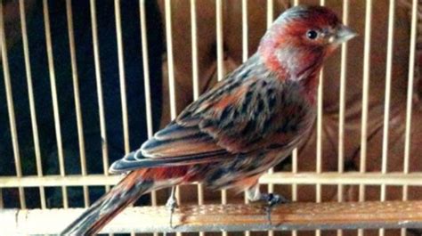 48 Jenis Warna Burung Kenari Isabel
